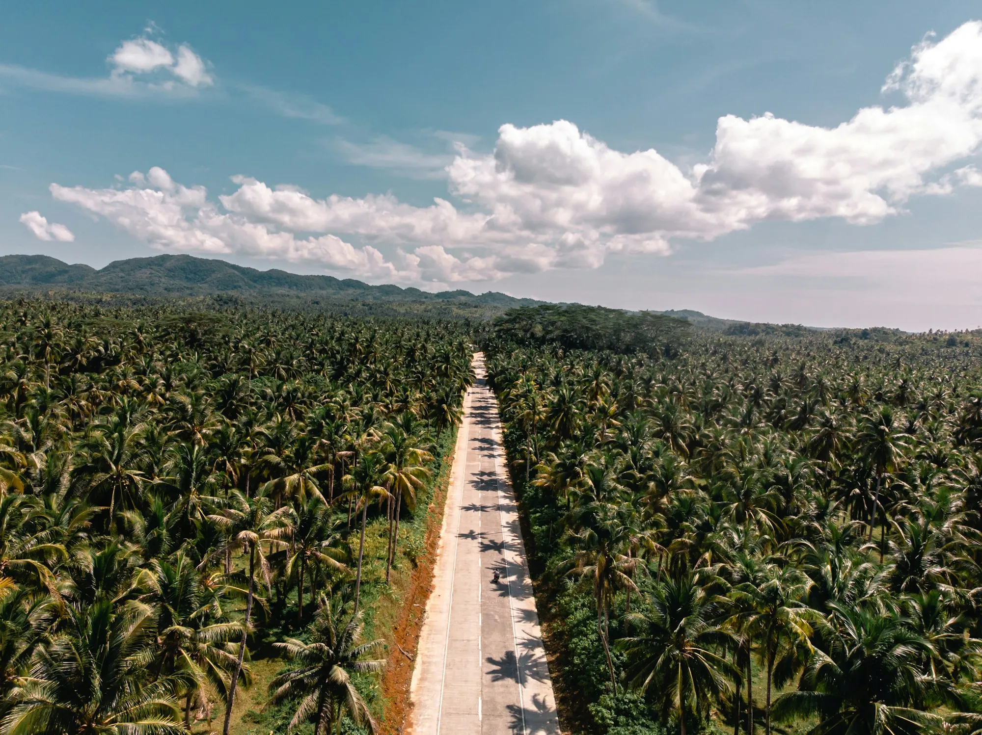 Coconut groves in Siargao, Philippines